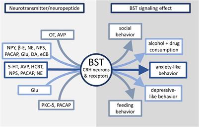 <mark class="highlighted">Corticotropin</mark> Releasing Hormone Signaling in the Bed Nuclei of the Stria Terminalis as a Link to Maladaptive Behaviors